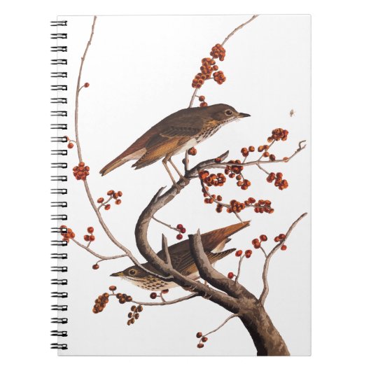 Hermit Thrush Audubon Bird met Red Berries Notitieboek (Voorkant)