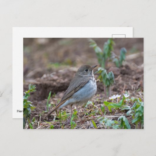 Hermit Thrush Briefkaart (Voorkant / Achterkant)
