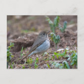 Hermit Thrush Briefkaart (Voorkant)