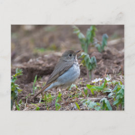 Hermit Thrush Briefkaart