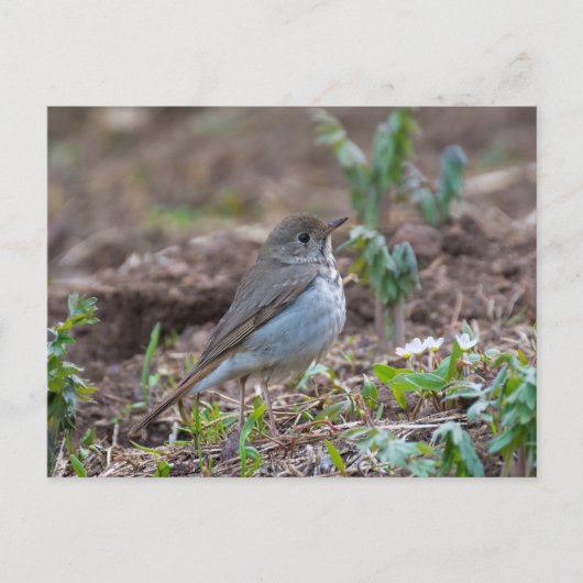 Hermit Thrush Briefkaart (Voorkant)