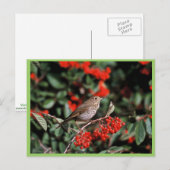 Hermit Thrush Briefkaart (Voorkant / Achterkant)