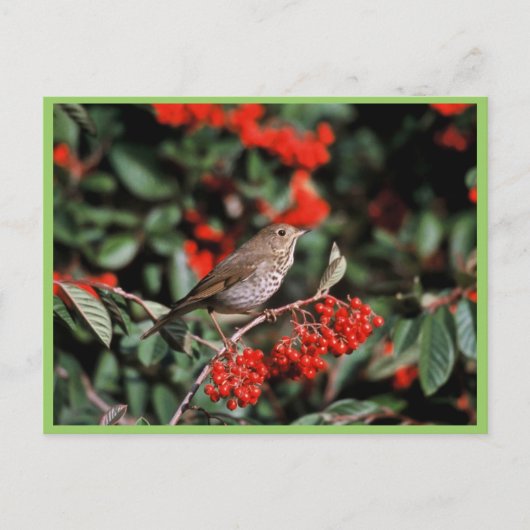 Hermit Thrush Briefkaart (Voorkant)