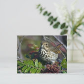 Hermit Thrush Briefkaart (Staand voorkant)
