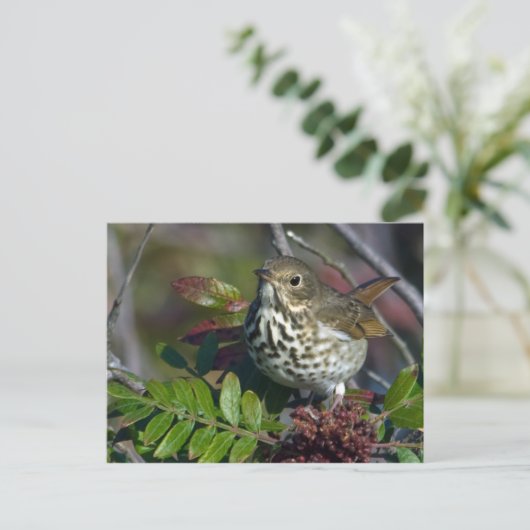 Hermit Thrush Briefkaart (Staand voorkant)