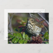 Hermit Thrush Briefkaart (Voorkant / Achterkant)
