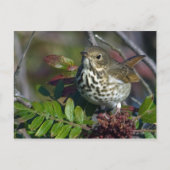 Hermit Thrush Briefkaart (Voorkant)