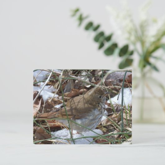 Hermit Thrush Briefkaart (Staand voorkant)