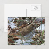 Hermit Thrush Briefkaart (Voorkant / Achterkant)