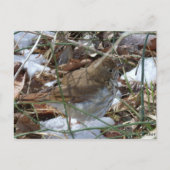 Hermit Thrush Briefkaart (Voorkant)