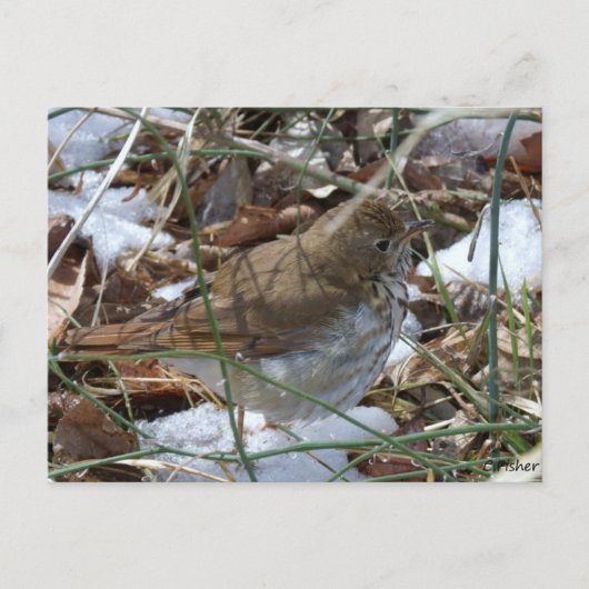 Hermit Thrush Briefkaart (Voorkant)
