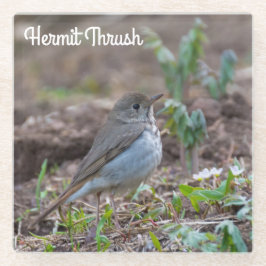 Hermit Thrush Glazen Onderzetter