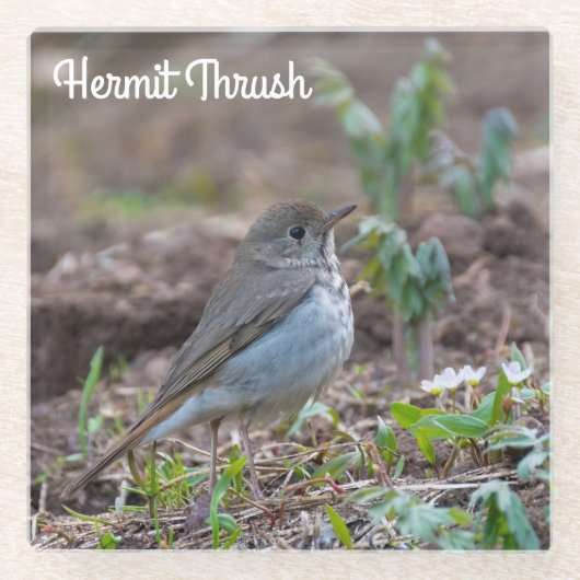 Hermit Thrush Glazen Onderzetter (Voorkant)