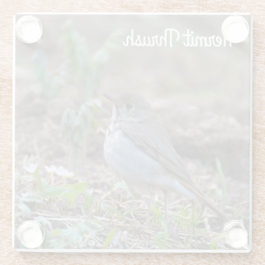 Hermit Thrush Glazen Onderzetter (Achterkant)