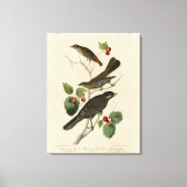 Hermit Thrush, Grey Jay Audubon's Birds of America Canvas Afdruk (Voorkant)