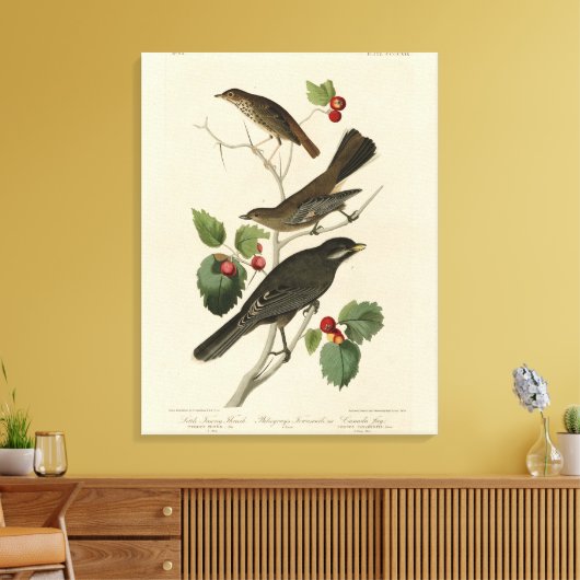 Hermit Thrush, Grey Jay Audubon's Birds of America Canvas Afdruk (Insitu (Woonkamer))