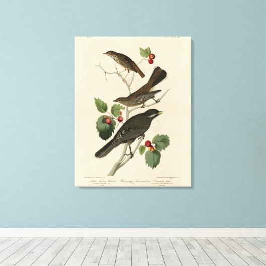 Hermit Thrush, Grey Jay Audubon's Birds of America Canvas Afdruk (Insitu (Houten vloer))