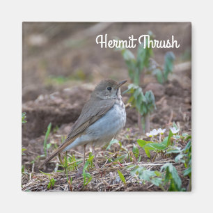 Hermit Thrush Magneet
