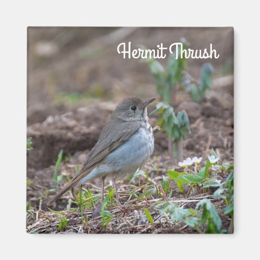Hermit Thrush Magneet (Voorkant)
