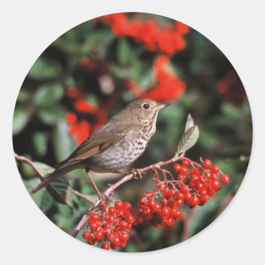 Hermit Thrush Ronde Sticker (Voorkant)