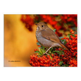 Hermit Thrush Songbird op de Scarlet Firethorn