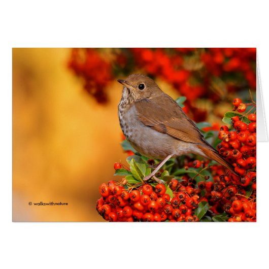 Hermit Thrush Songbird op de Scarlet Firethorn (Voorkant Horizontaal)