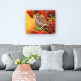 Hermit Thrush Songbird op de Scarlet Firethorn Canvas Afdruk