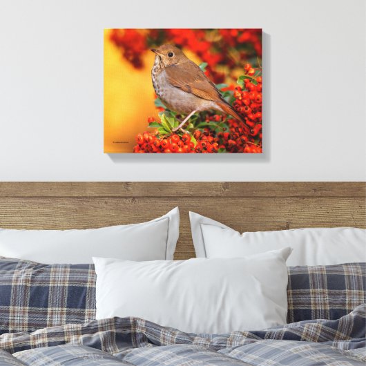 Hermit Thrush Songbird op de Scarlet Firethorn Canvas Afdruk (Insitu (Slaapkamer))