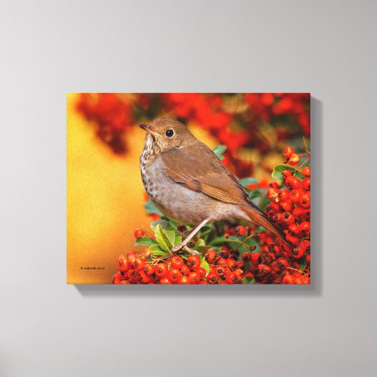 Hermit Thrush Songbird op de Scarlet Firethorn Canvas Afdruk (Voorkant)