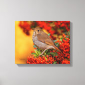 Hermit Thrush Songbird op de Scarlet Firethorn Canvas Afdruk (Voorkant)