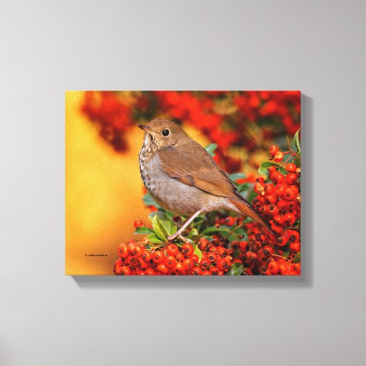 Hermit Thrush Songbird op de Scarlet Firethorn Canvas Afdruk (Voorkant)