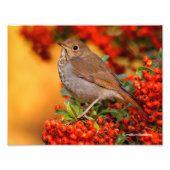 Hermit Thrush Songbird op de Scarlet Firethorn Foto Afdruk (Voorkant)