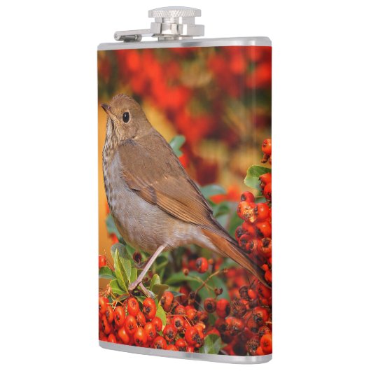 Hermit Thrush Songbird op de Scarlet Firethorn Heupfles (Links)