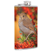 Hermit Thrush Songbird op de Scarlet Firethorn Heupfles (Rechts)