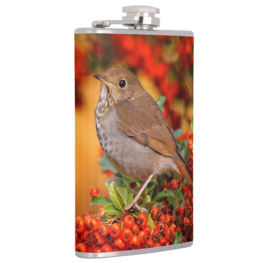 Hermit Thrush Songbird op de Scarlet Firethorn Heupfles (Rechts)