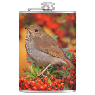 Hermit Thrush Songbird op de Scarlet Firethorn Heupfles
