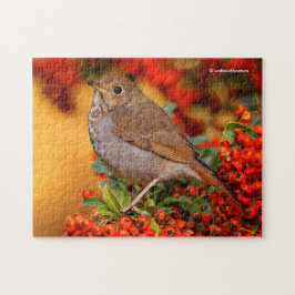 Hermit Thrush Songbird op de Scarlet Firethorn Legpuzzel