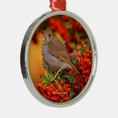 Hermit Thrush Songbird op de Scarlet Firethorn Metalen Ornament (Rechts)