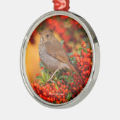 Hermit Thrush Songbird op de Scarlet Firethorn Metalen Ornament (Links)