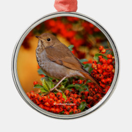 Hermit Thrush Songbird op de Scarlet Firethorn Metalen Ornament