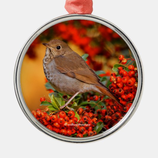 Hermit Thrush Songbird op de Scarlet Firethorn Metalen Ornament (Voorkant)