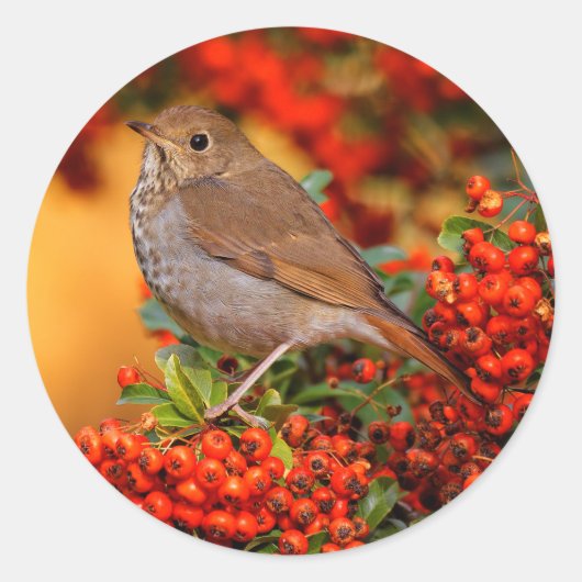 Hermit Thrush Songbird op de Scarlet Firethorn Ronde Sticker (Voorkant)