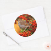 Hermit Thrush Songbird op de Scarlet Firethorn Ronde Sticker (Envelop)