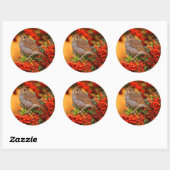 Hermit Thrush Songbird op de Scarlet Firethorn Ronde Sticker (Vel)