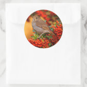 Hermit Thrush Songbird op de Scarlet Firethorn Ronde Sticker (Tas)