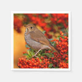Hermit Thrush Songbird op de Scarlet Firethorn Servet