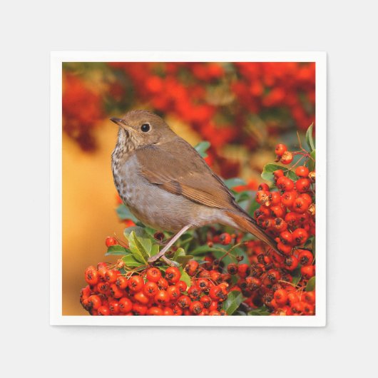 Hermit Thrush Songbird op de Scarlet Firethorn Servet (Voorkant)