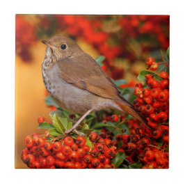 Hermit Thrush Songbird op de Scarlet Firethorn Tegeltje
