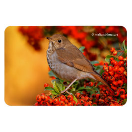 Hermit Thrush Songbird op Scarlet Firethorn Magneet