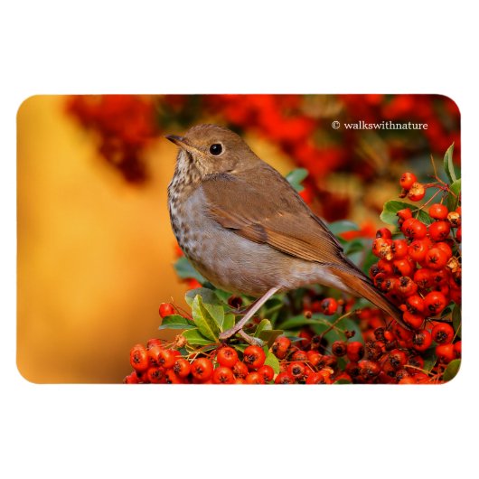 Hermit Thrush Songbird op Scarlet Firethorn Magneet (Horizontaal)